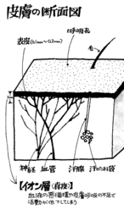 皮膚の断面図
